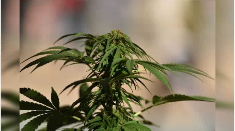 US teen arrested in Russia over medical marijuana US teen arrested in Russia over medical marijuana