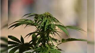 Thailand: Medical use of marijuana legalised
