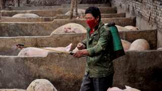 China taps pork reserve as Swine Fever hits industry