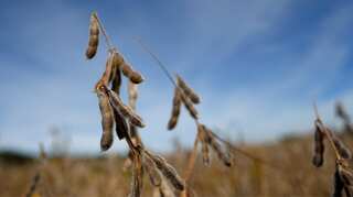 Is China buying US soy? Washington shutdown keeps traders guessing