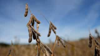 Is China buying US soy? Washington shutdown keeps traders guessing