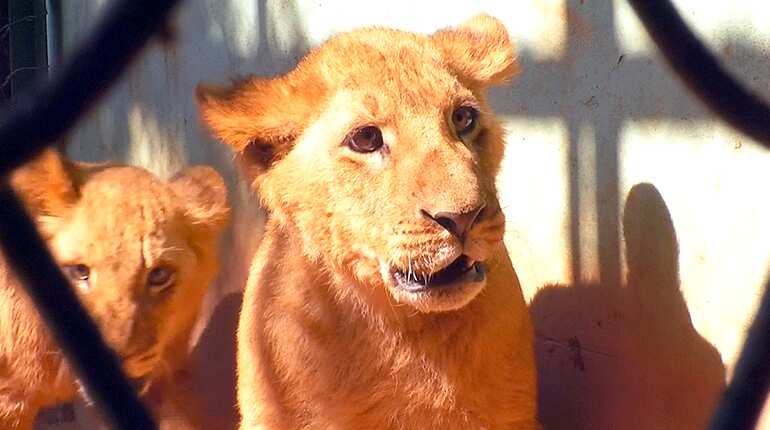 Adorable lion cub trio bring delight to Indian zoo