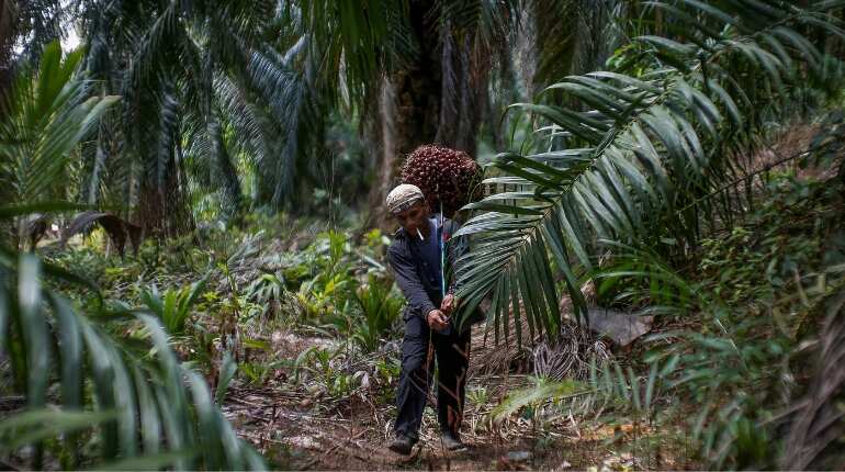 India cuts tax on palm oil imports; Malaysia to gain most
