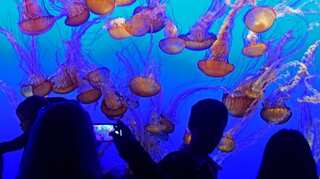 Jellyfish invasion: Over three thousand people stung in Australia
