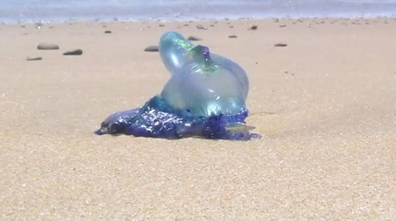 Thousands stung in Australian jellyfish 'invasion'