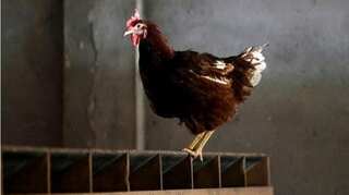 India: John Abraham, a veterinarian, invents way to get biodiesel from chicken waste