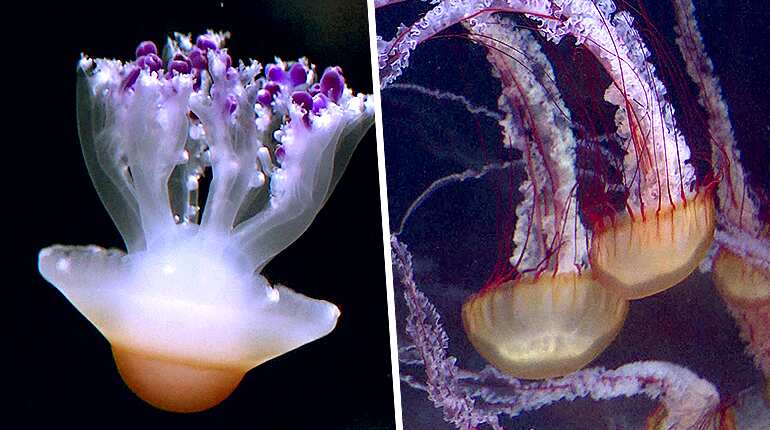 Jellyfish exhibit in Paris puts spotlight on climate change