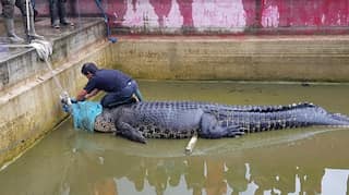 Indonesian woman mauled to death by pet crocodile named 'Merry'