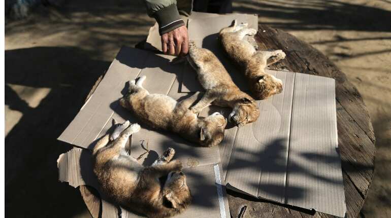 Newborn lion cubs die in Gaza after winter storm Newborn lion cubs die in Gaza after winter storm