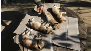 Newborn lion cubs die in Gaza after winter storm