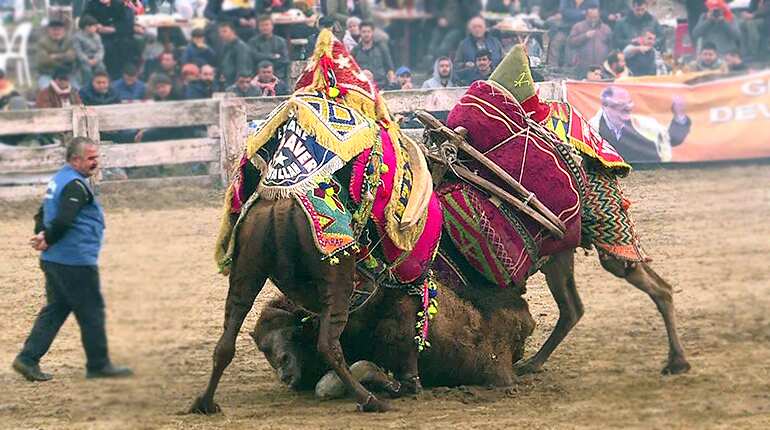 Into the arena for camel wrestling in Turkey