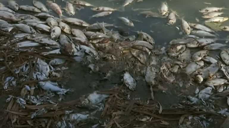 Mass fish death in Australia: Government blames weather change Mass fish death in Australia: Government blames weather change