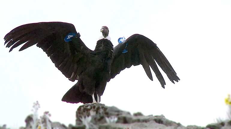 Colombia's threatened condor fights for survival