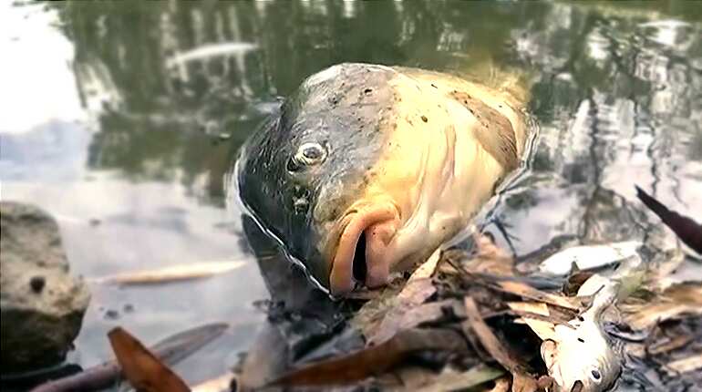 Mass fish death in Australia: Government blames weather change
