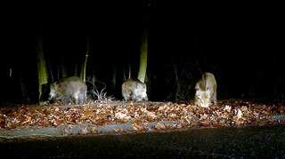 Construction of wild boar fence between Denmark and Germany begins