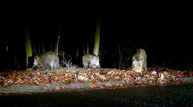 Construction of wild boar fence between Denmark and Germany begins