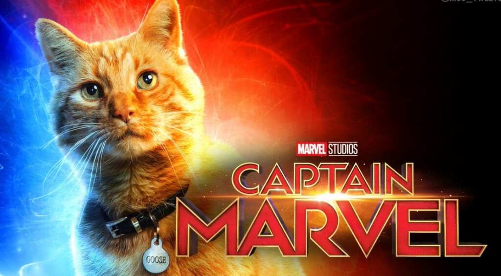 Not Carol Danver, her cat Goose steals the show in advance screenings for 'Captain Marvel'