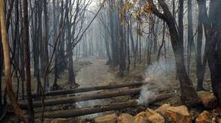 January was Australia's hottest month ever: Government