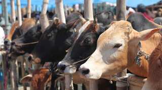 Government to set up commission to protect cows, boost milk output