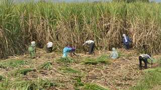 Financial Institutions on high alert as El Nino poses risk to farm loans, says report 