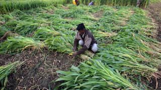 Union Budget 2021: Govt should provide additional funds, incentives for agriculture sector, say experts
