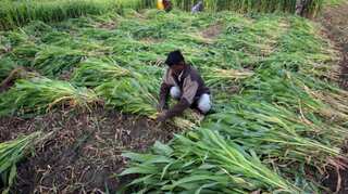 Union Budget 2021: Govt should provide additional funds, incentives for agriculture sector, say experts