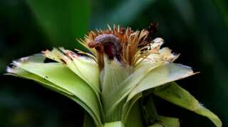 A very hungry caterpillar invades Asia