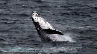 Humpback whale swallows US fisherman, then spits him out