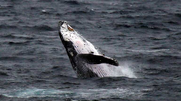 Humpback whales sing songs that can travel half the length of planet