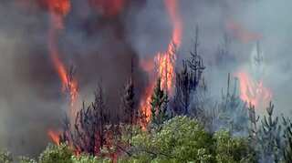Watch: Forest wildfire in New Zealand forces evacuation