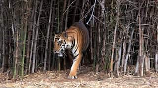 Climate change threatens Sundarbans, coastal home of endangered Royal Bengal tiger: Study