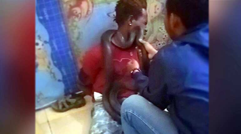 Indonesia police use snake in interrogation, apologise for unorthodox method