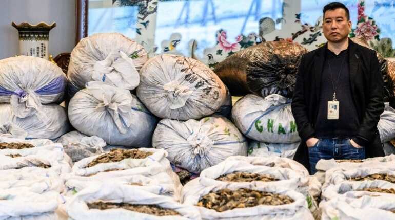 Malaysia makes record of 30-tonne pangolin seizure