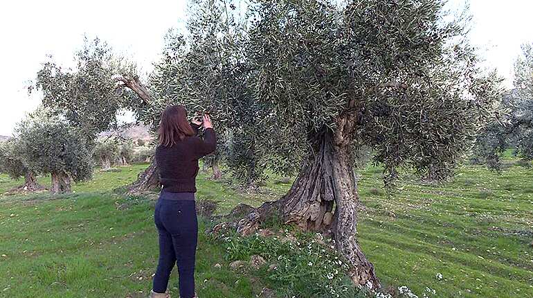 Adopt an olive tree and breathe new life into Spanish village