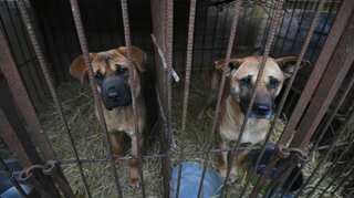 Rescue of 200 dogs destined for slaughterhouse begins in South Korea
