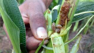 Drought, pests could force India to grant duty-free corn imports