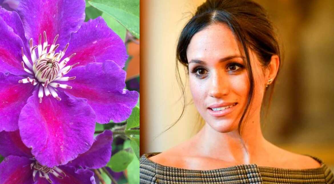 Like Kate Middleton and Princess Diana, Meghan Markle gets a flower named after her Like Kate Middleton and Princess Diana, Meghan Markle gets a flower named after her