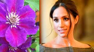 Like Kate Middleton and Princess Diana, Meghan Markle gets a flower named after her