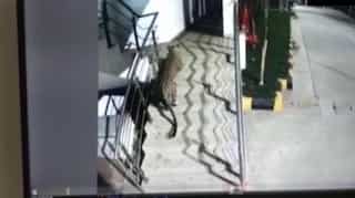 Leopard spotted at Thane shopping mall caught after six hours