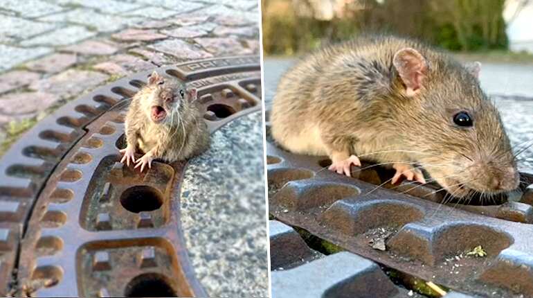 Fat rat rescued by team of firefighters from manhole cover