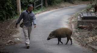 Hong Kong faces wild boar invasion as China welcomes the year of the pig