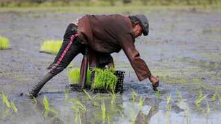 Rice demand dwindles in top Asian exporters; Thai rates hit by fresh supplies