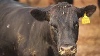 Envoy slams UK 'smear campaign' against US agriculture