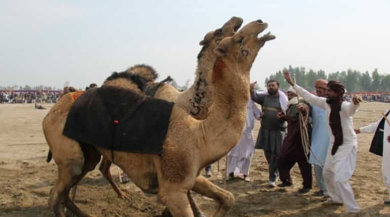 Culture or cruelty? Camel fighting persists in Pakistan despite ban Culture or cruelty? Camel fighting persists in Pakistan despite ban