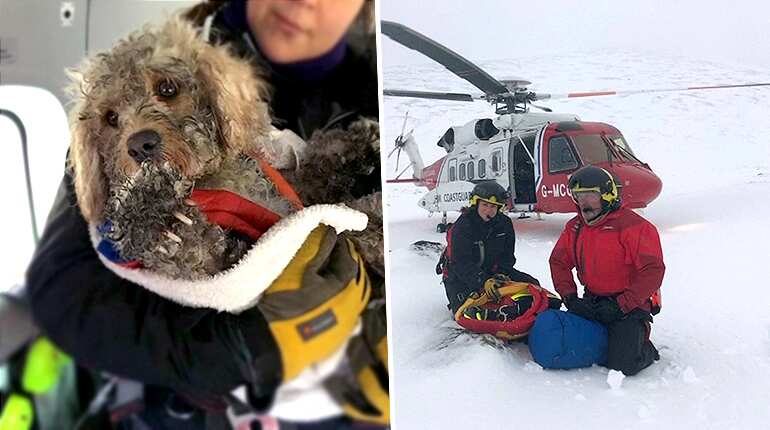 Dog rescued by helicopter in Scotland