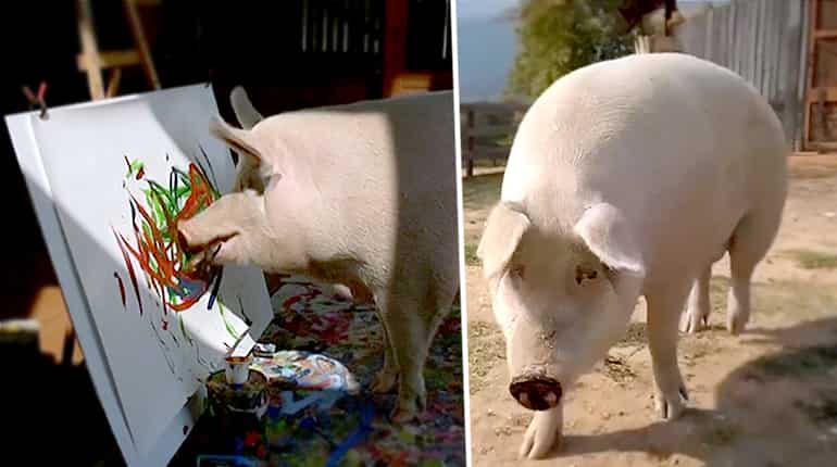 Painting sow Pigcasso hogs the limelight at South Africa farm