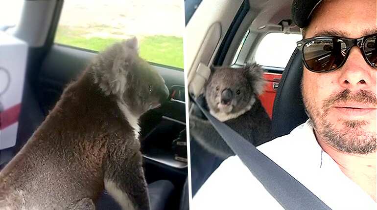 Koala sneaks into car, seeking shade from blistering weather