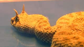 Customs department seizes horned pit viper, endangered tortoise