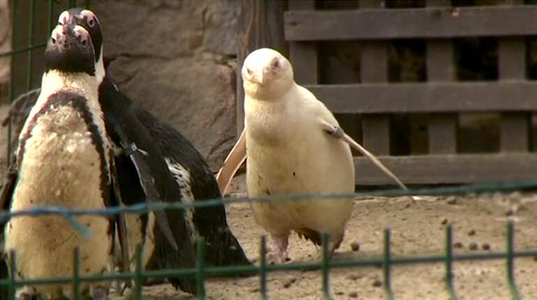 Polish zoo shows off unique albino penguin
