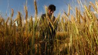 After drought and floods, Afghanistan confronts critical harvest
